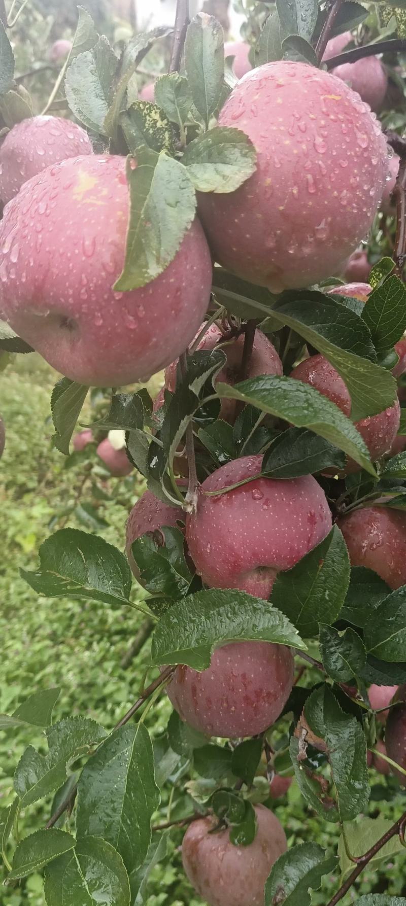 苹果