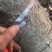 紧急处理丰产薄皮核桃树