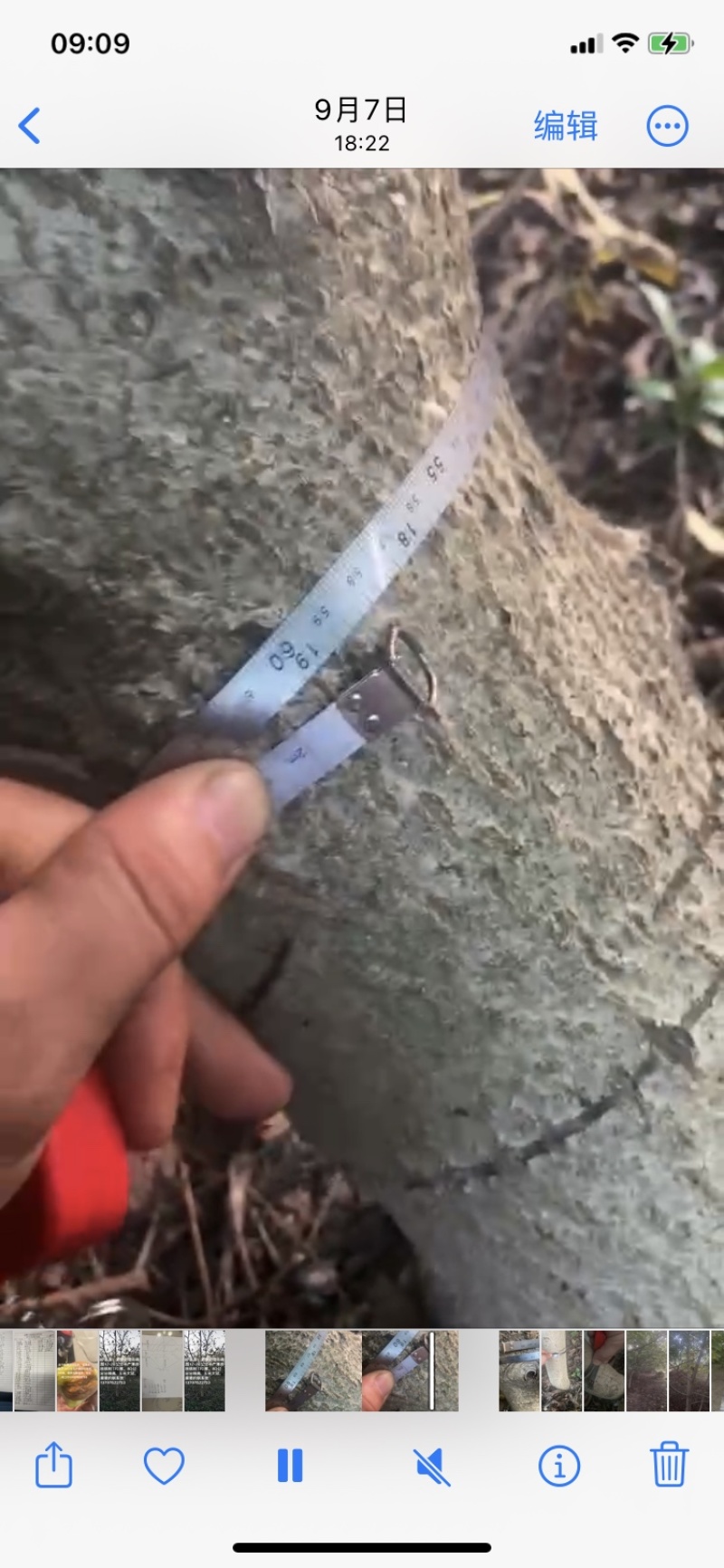 紧急处理丰产薄皮核桃树