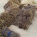 红玉兰枝条带花苞的大量供应