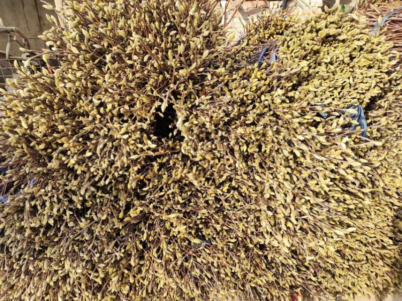 红玉兰枝条带花苞的大量供应