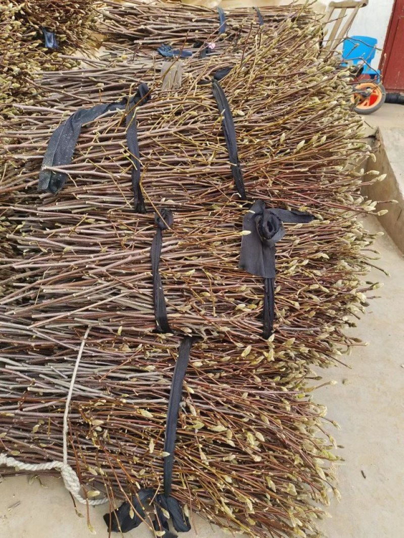 红玉兰枝条带花苞的大量供应