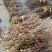 红玉兰枝条带花苞的大量供应