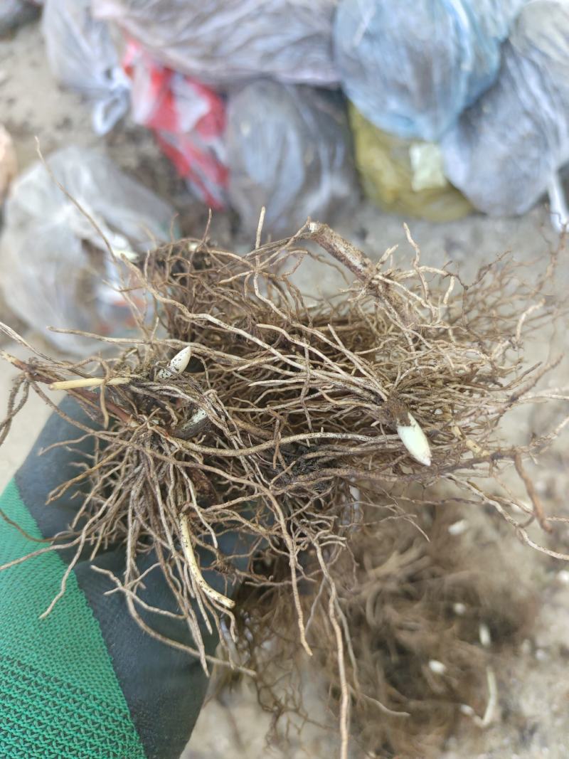 铃兰铃兰花芽电商款大量供应
