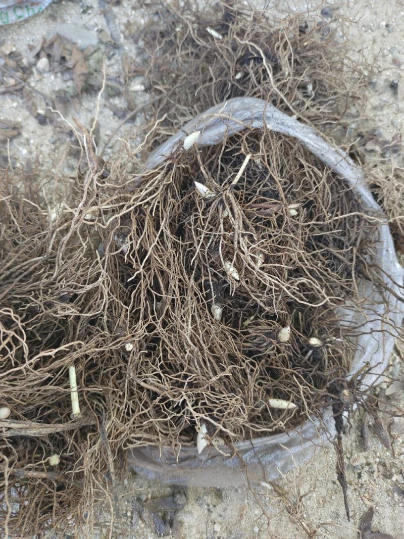 铃兰铃兰花芽电商款大量供应