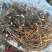 铃兰铃兰花芽电商款大量供应