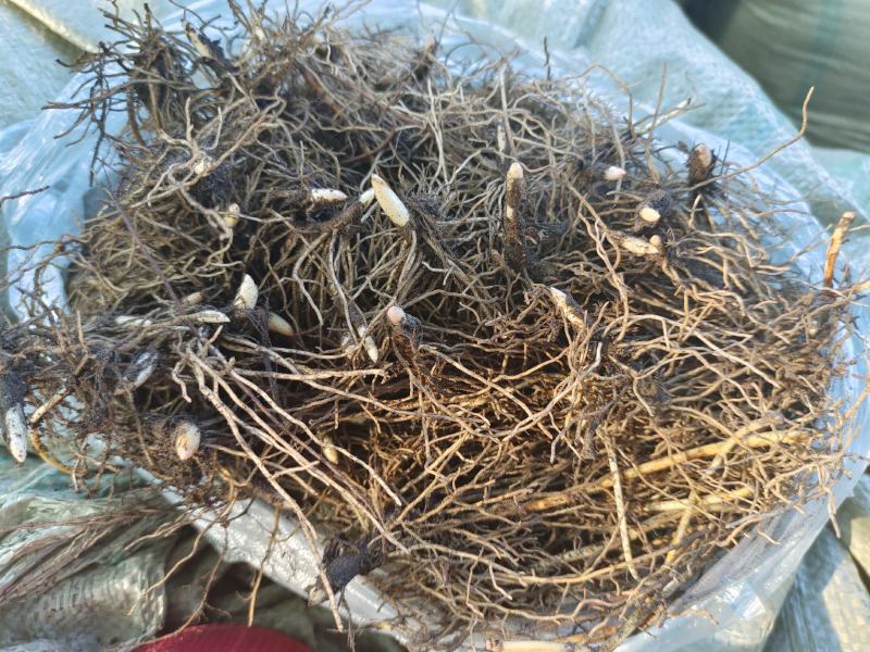 铃兰铃兰花芽电商款大量供应