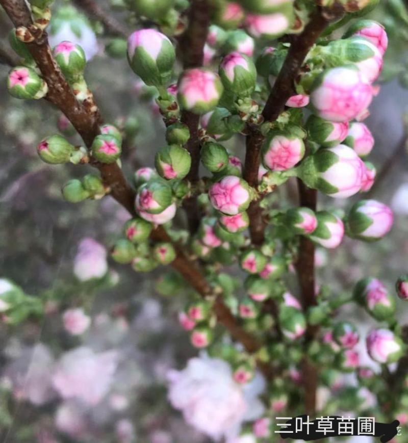 珍珠李红花麦李珍珠李干枝