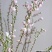 珍珠李红花麦李珍珠李干枝