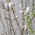 珍珠李红花麦李珍珠李干枝