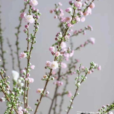 珍珠李红花麦李珍珠李干枝