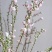 珍珠李红花麦李珍珠李干枝