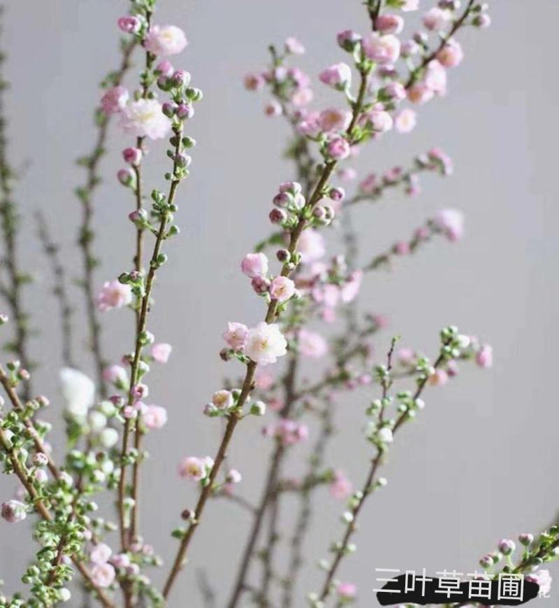 干枝珍珠李珍珠李干枝红花麦李