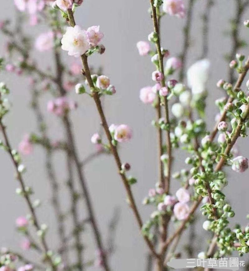 干枝珍珠李珍珠李干枝红花麦李