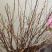 干枝珍珠李珍珠李干枝红花麦李
