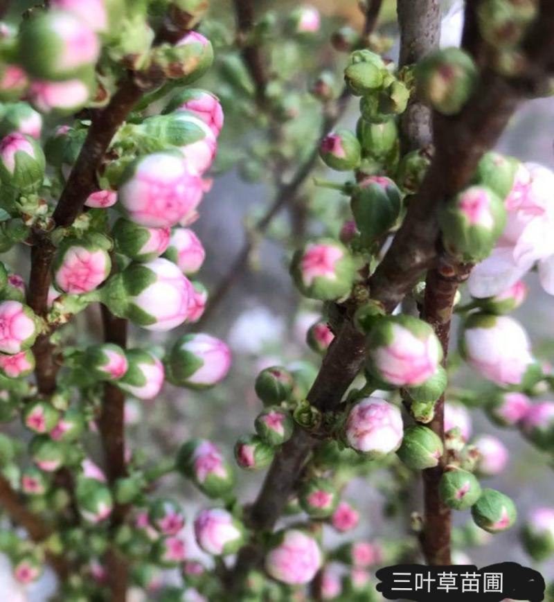 干枝珍珠李珍珠李干枝红花麦李