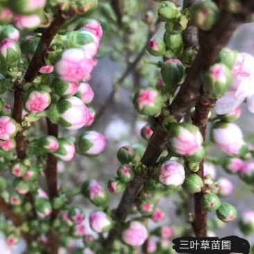 干枝珍珠李珍珠李干枝红花麦李