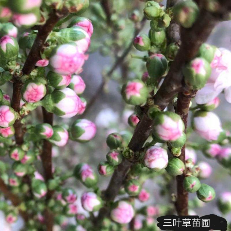 干枝珍珠李珍珠李干枝红花麦李