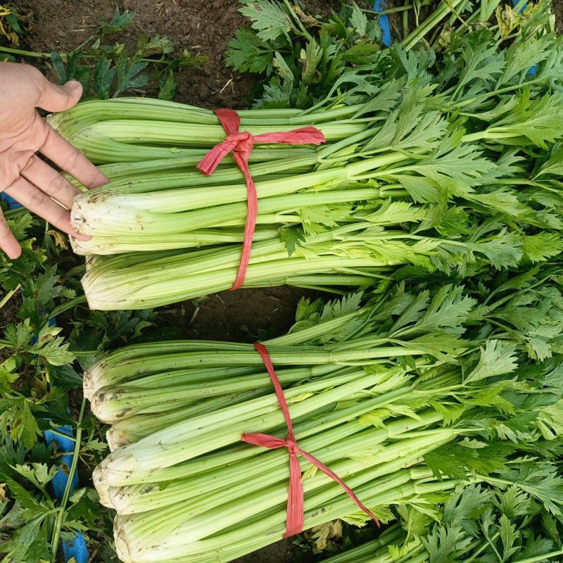 鹿邑县西芹大量上市各种包装适合发市场商超电商