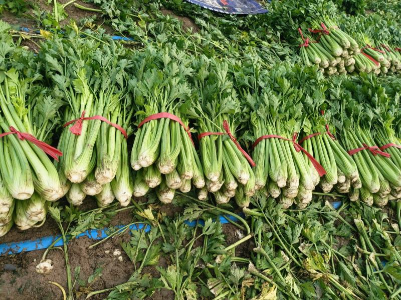 鹿邑县西芹大量上市各种包装适合发市场商超电商