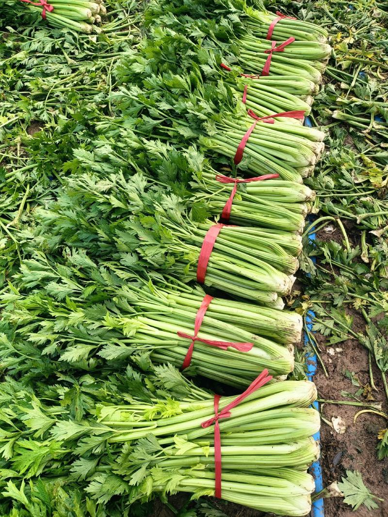 鹿邑县西芹大量上市各种包装适合发市场商超电商