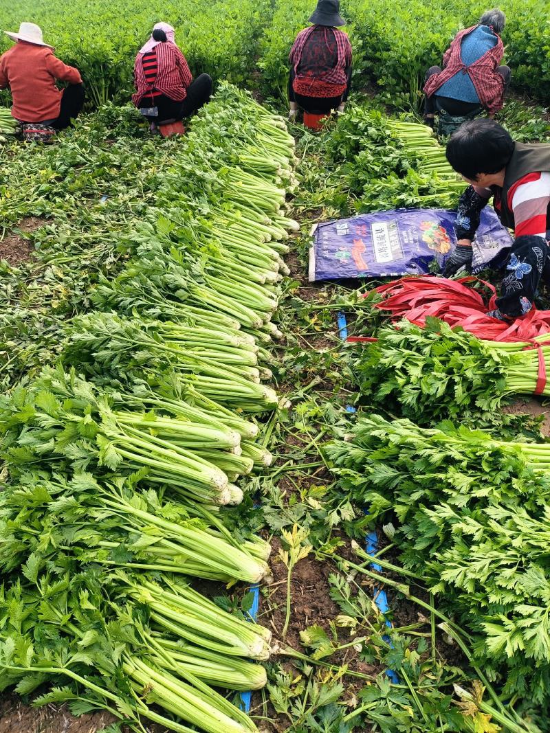 鹿邑县西芹大量上市各种包装适合发市场商超电商