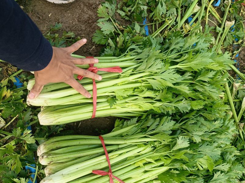 鹿邑县西芹大量上市各种包装适合发市场商超电商