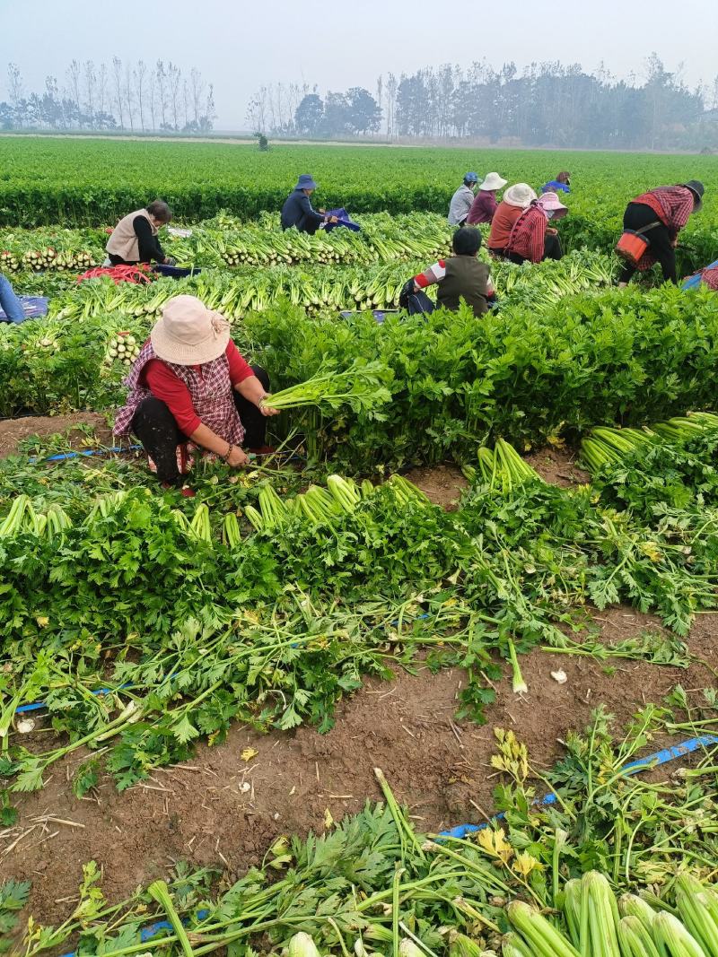 鹿邑县西芹大量上市各种包装适合发市场商超电商