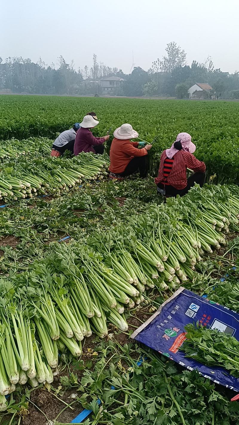 鹿邑县西芹大量上市各种包装适合发市场商超电商