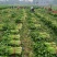 鹿邑县西芹大量上市各种包装适合发市场商超电商