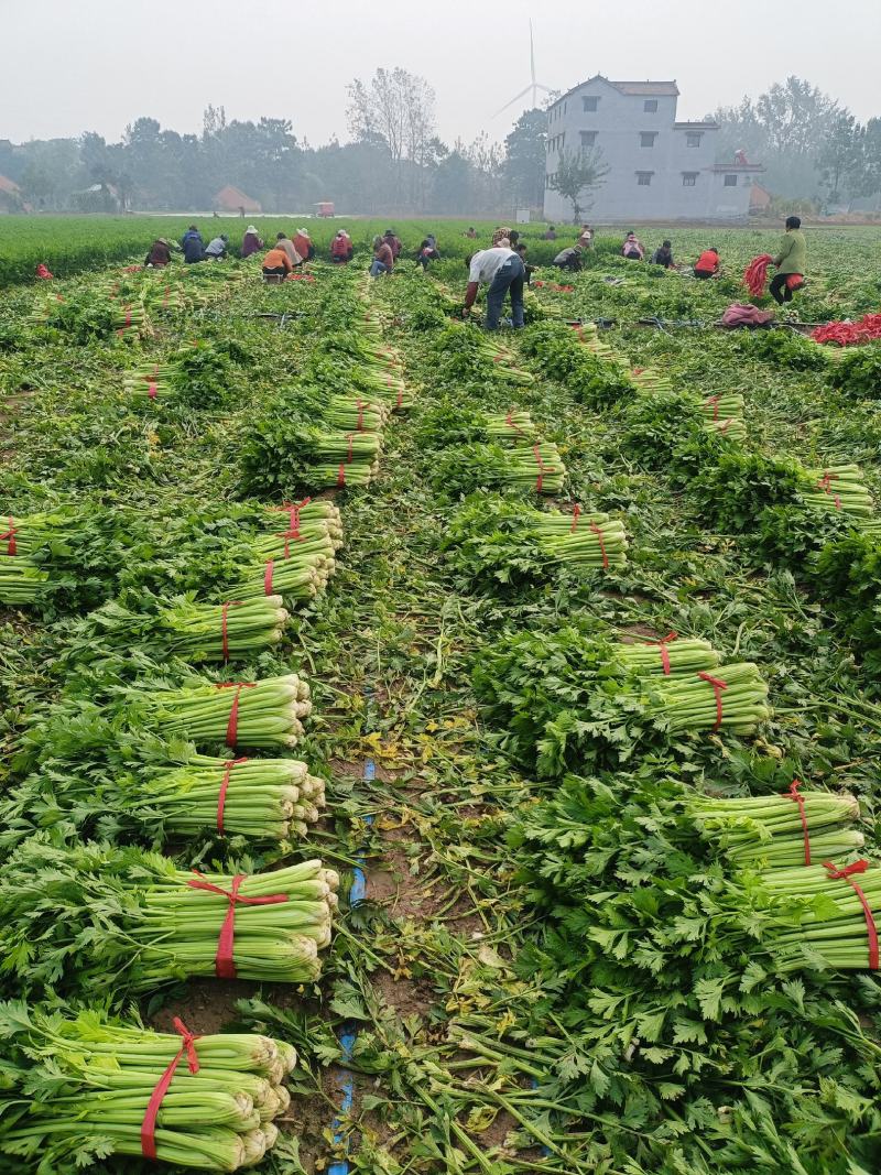 鹿邑县西芹大量上市各种包装适合发市场商超电商