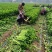 鹿邑县西芹大量上市各种包装适合发市场商超电商