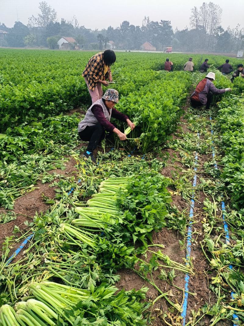 鹿邑县西芹大量上市各种包装适合发市场商超电商