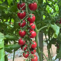 千禧类型粉果小番茄抗病强硬度好甜度高品质保证厂家发货
