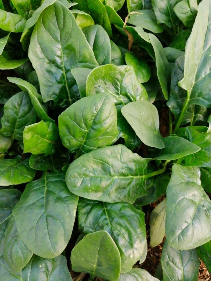 菠菜产地直发货源充足价格便宜需要的联系我