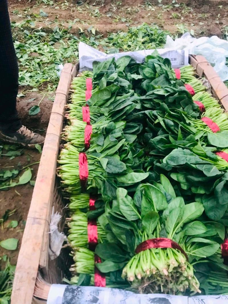 菠菜产地直发货源充足价格便宜需要的联系我