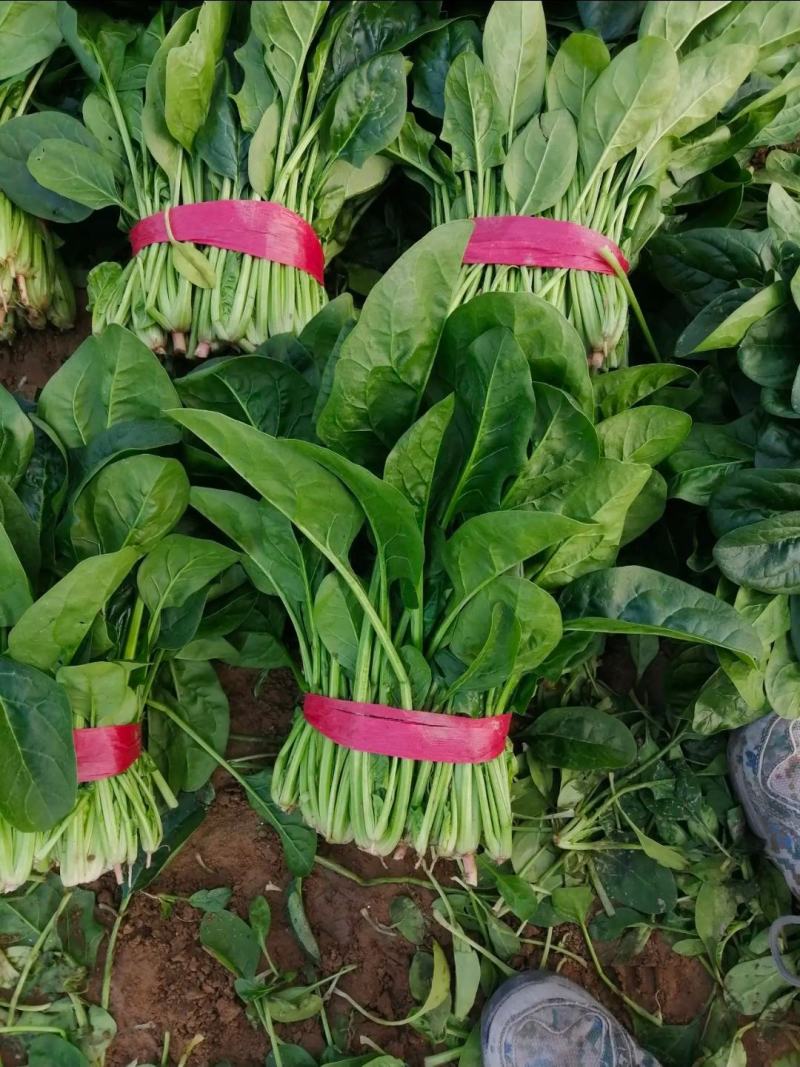 菠菜产地直发货源充足价格便宜需要的联系我