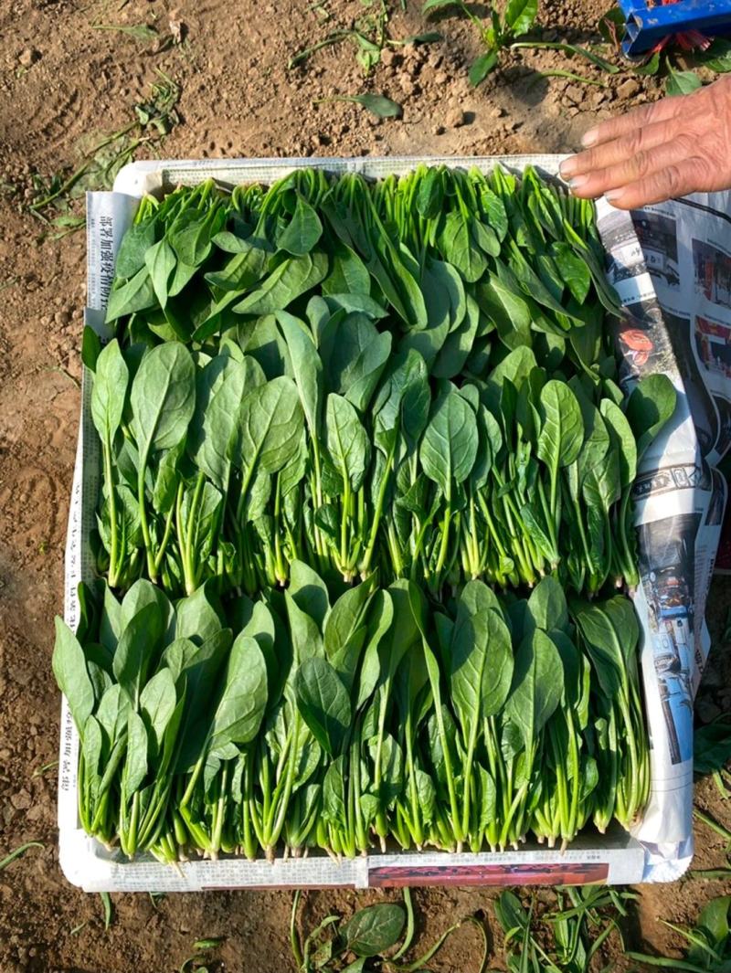 菠菜产地直发货源充足价格便宜需要的联系我