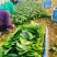 菠菜产地直发货源充足价格便宜需要的联系我