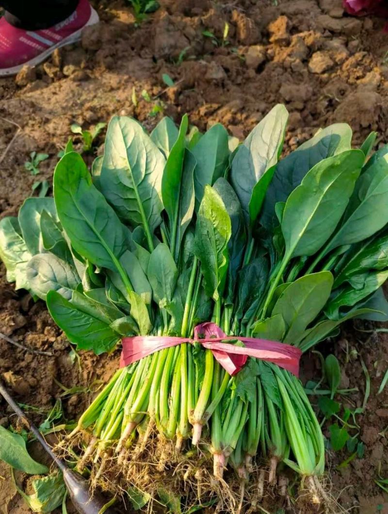 菠菜产地直发货源充足价格便宜需要的联系我
