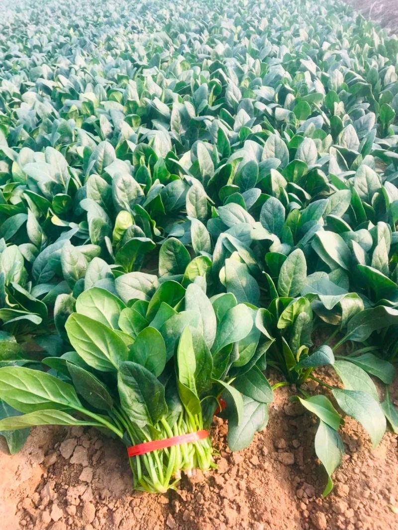 菠菜产地直发货源充足价格便宜需要的联系我