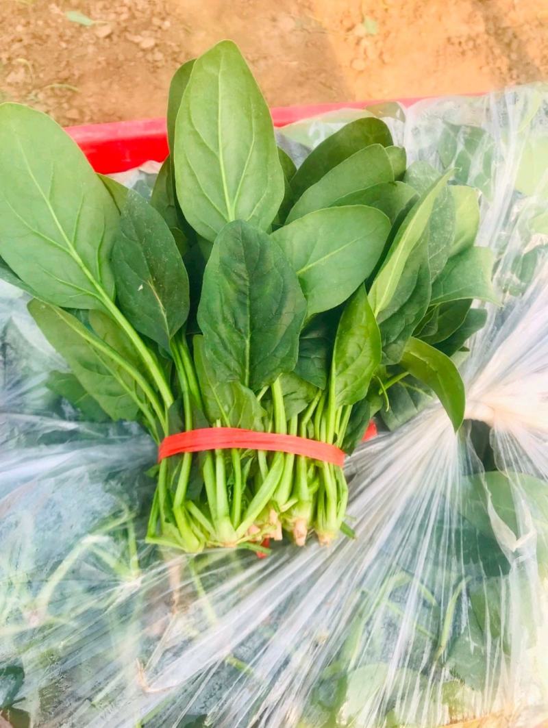 菠菜产地直发货源充足价格便宜需要的联系我