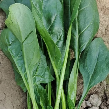 菠菜产地直发货源充足价格便宜需要的联系我