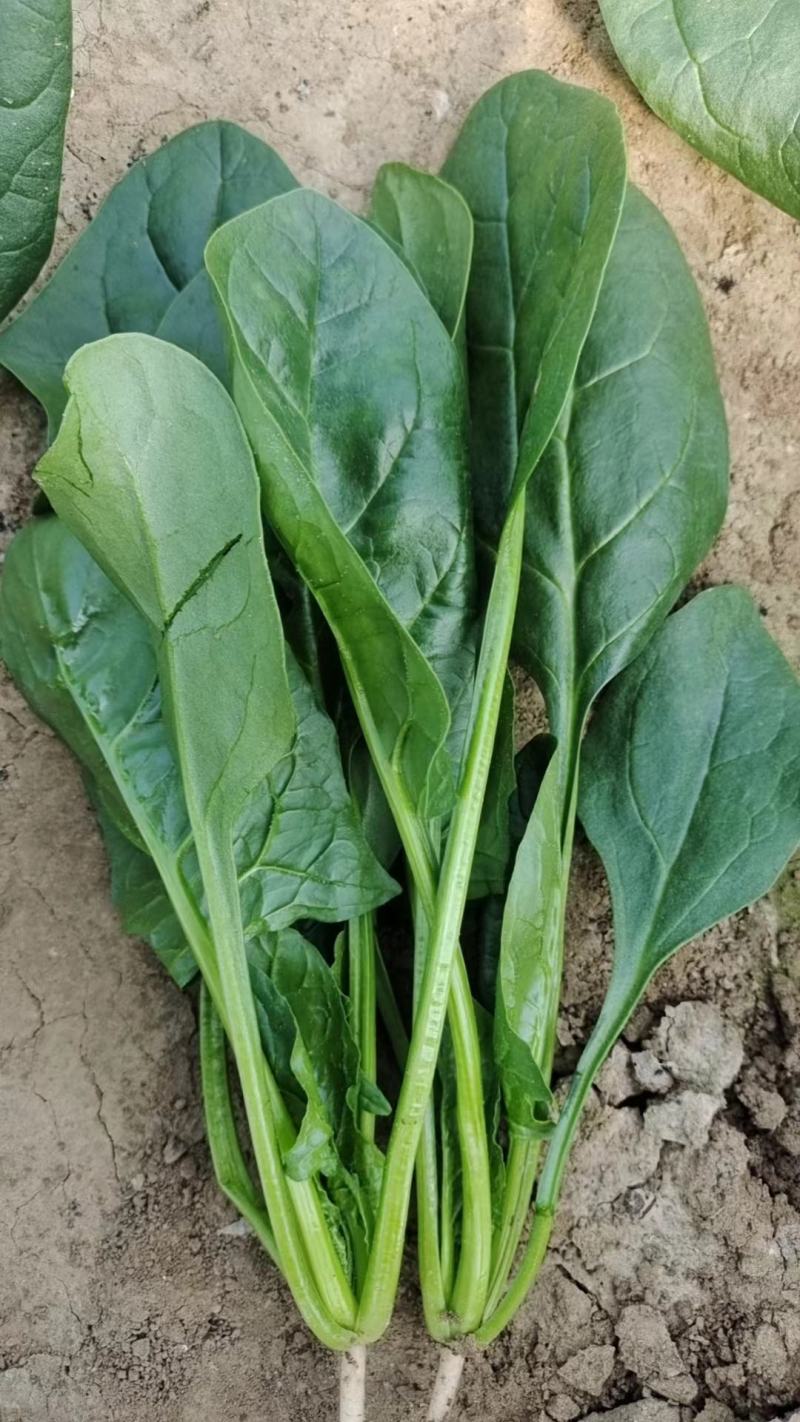 菠菜产地直发货源充足价格便宜需要的联系我