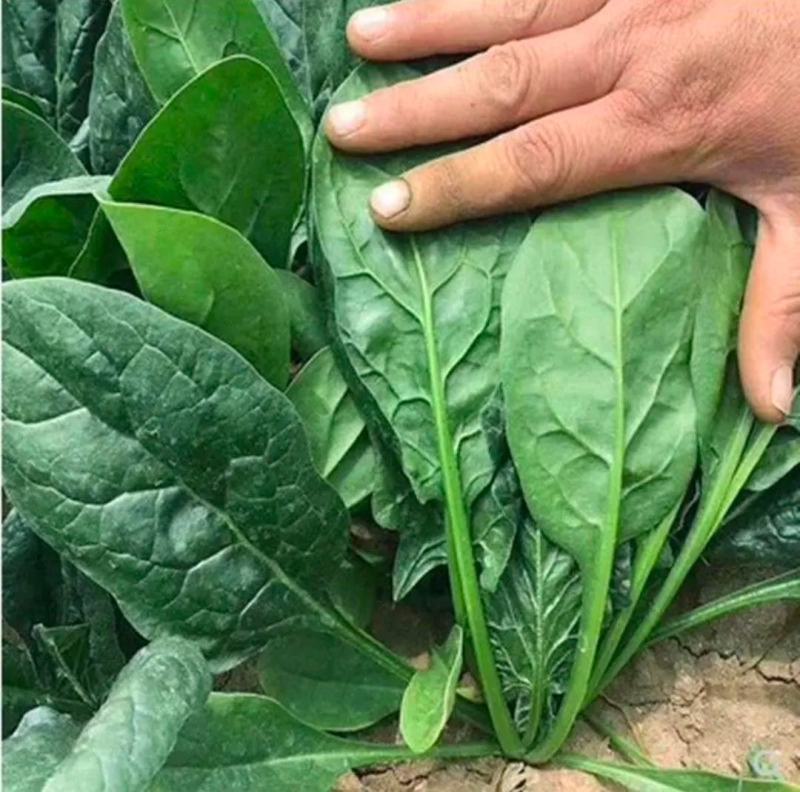 菠菜产地直发货源充足价格便宜需要的联系我
