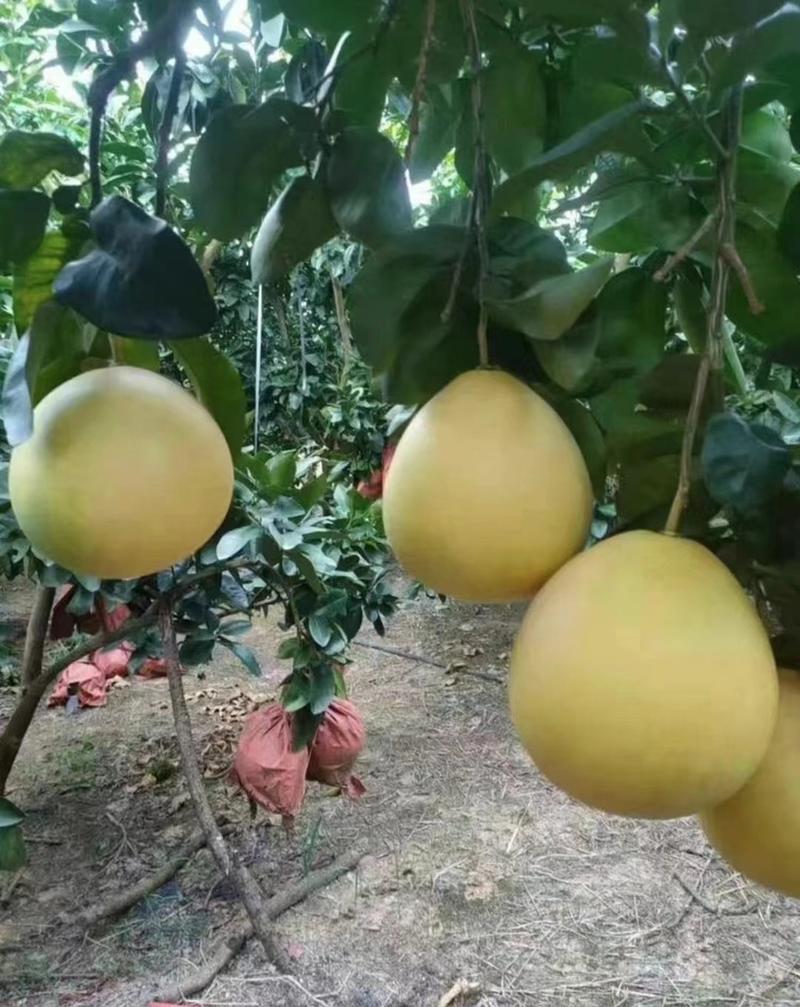 罗甸柚子