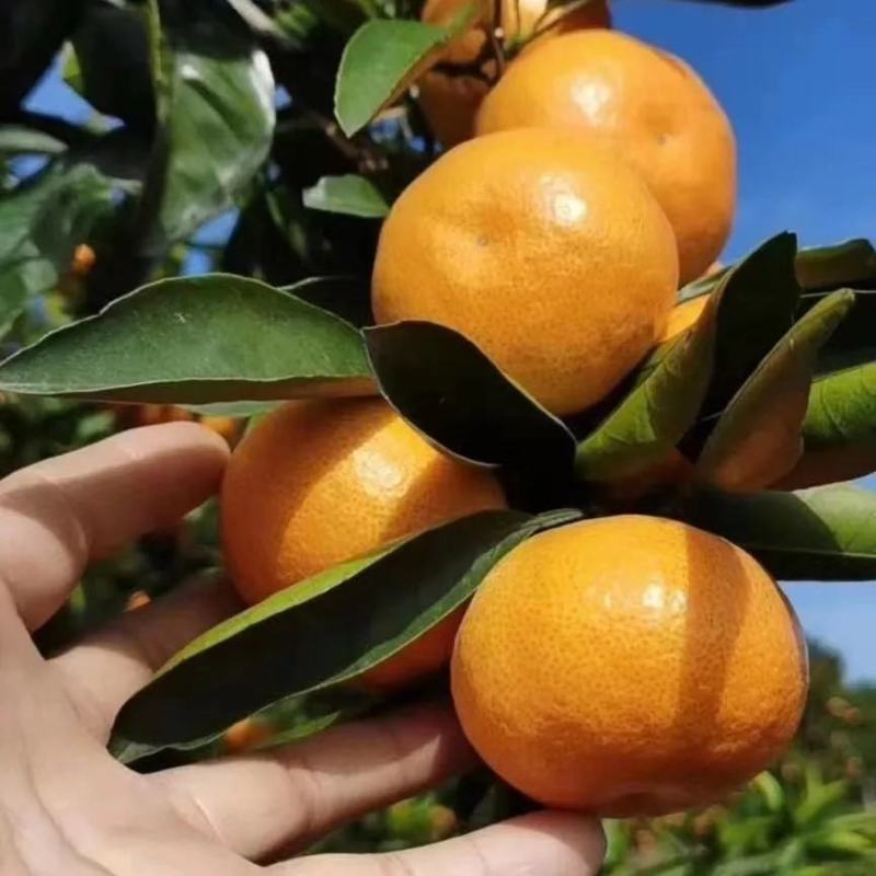 涌泉蜜橘