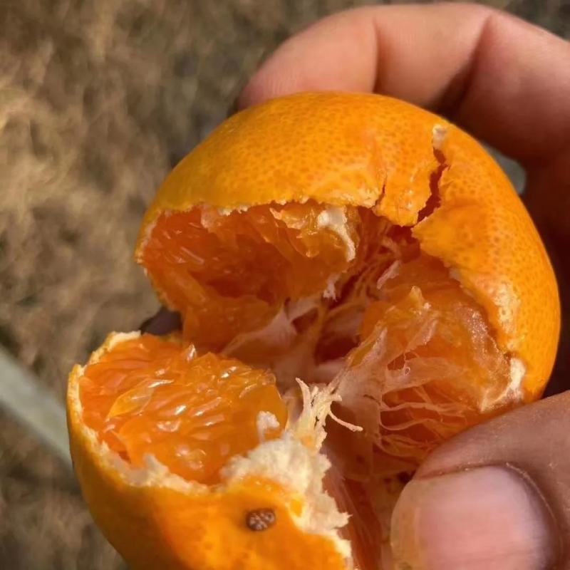 涌泉蜜橘