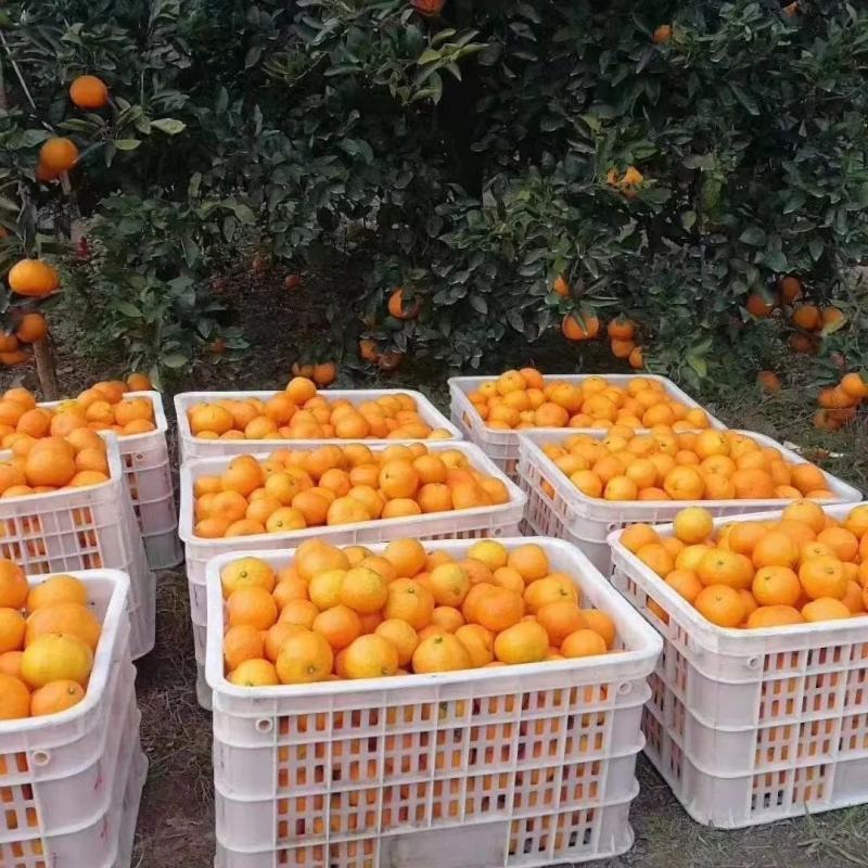涌泉蜜橘
