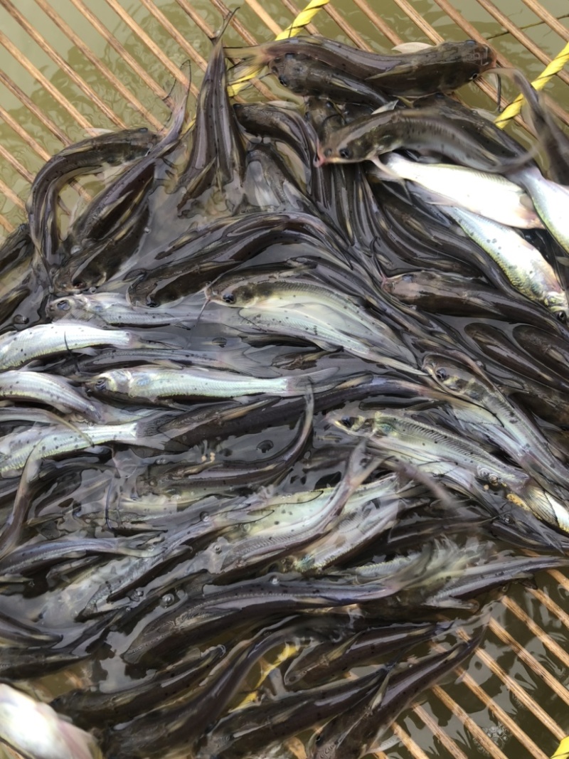 湖北斑点叉尾鱼鮰鱼苗